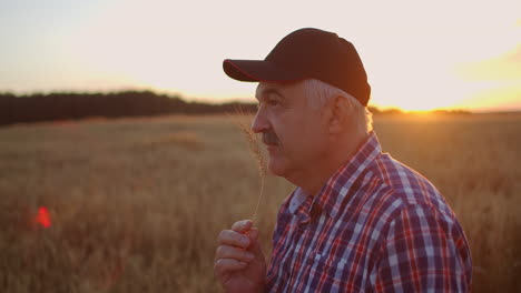 An-elderly-farmer-man-in-a-shirt-and-baseball-cap-stands-in-a-field-of-cereal-crops-at-sunset-and-looks-at-the-spikes-of-wheat-rejoicing-and-smiling-at-the-good-harvest.-Happy-elderly-farmer-at-sunset